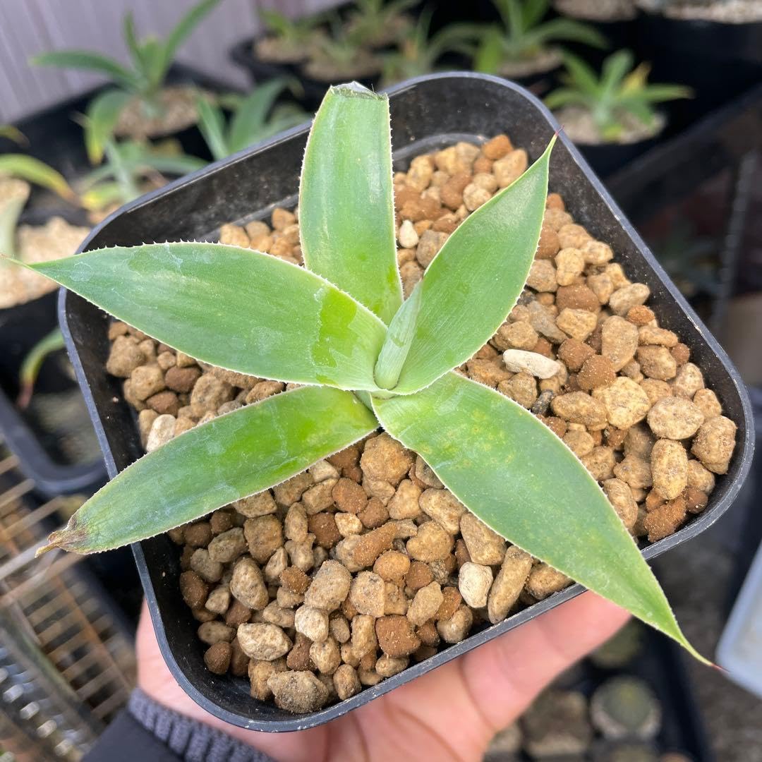 Amazon｜アガベ ブルーフレーム ブルーフレイム 観葉植物 多肉植物